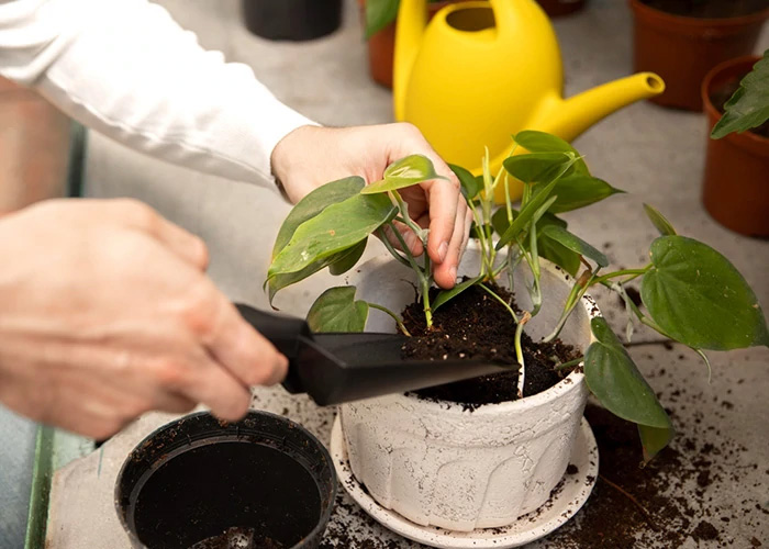 Rare and special plants