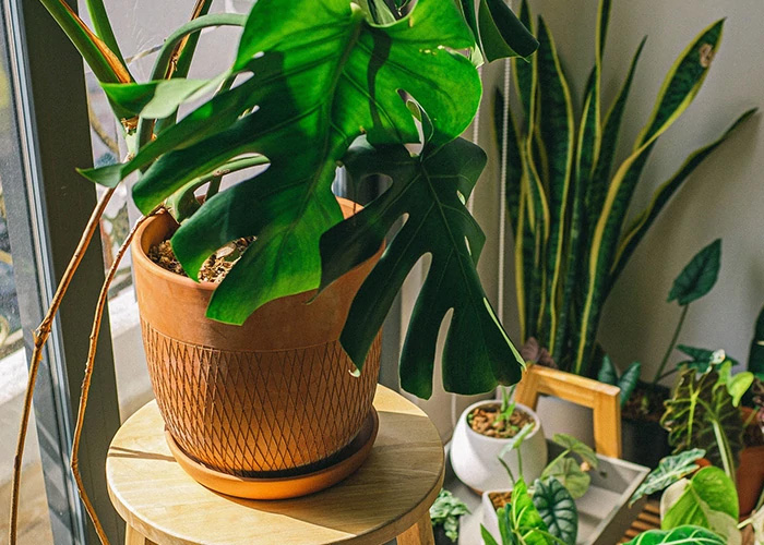 Low Maintenance Plants