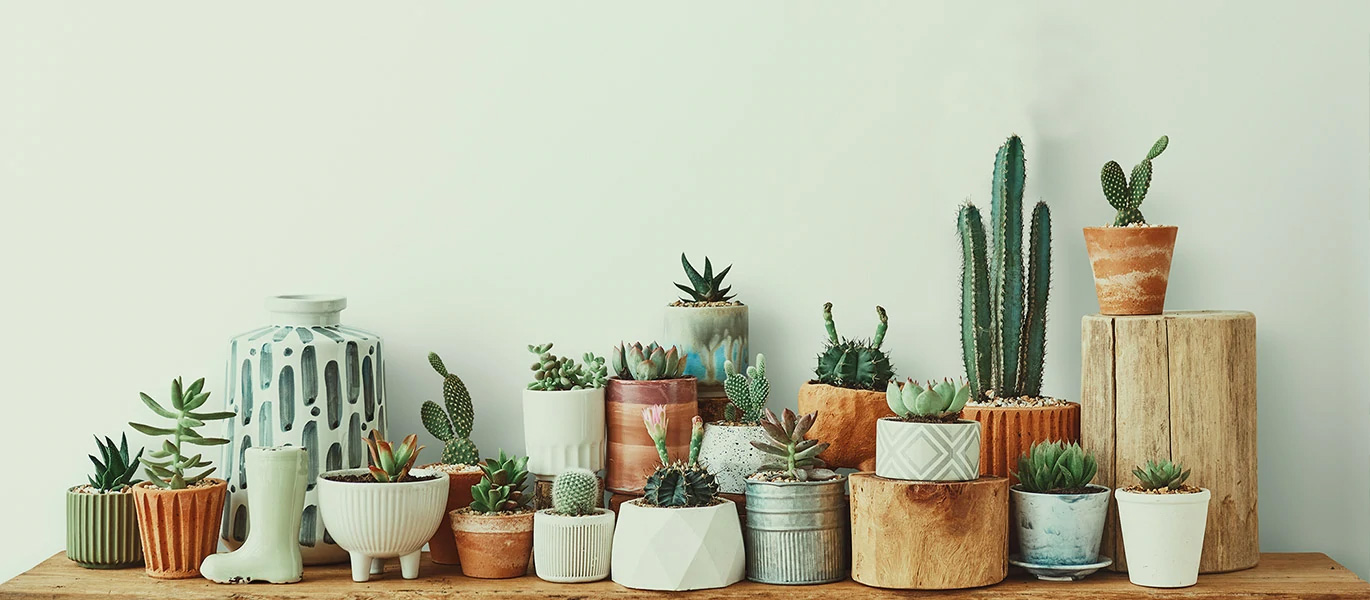 Indoor Plants Bundle